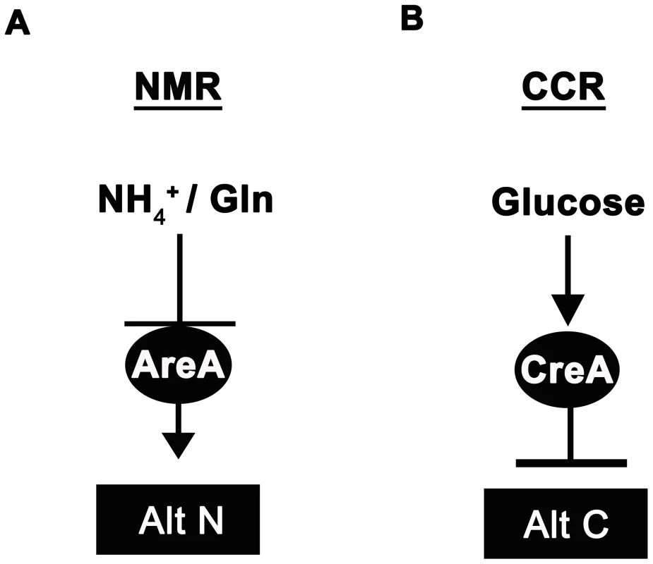 Ammonium and glucose are preferred nitrogen and carbon sources in filamentous fungi.