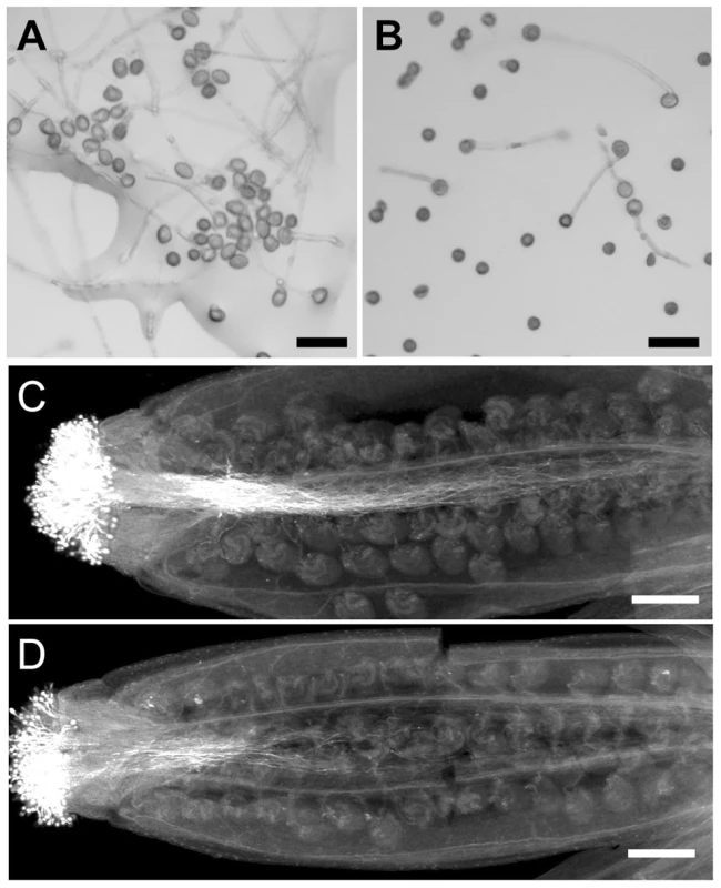 Pollen germination and pollen tube growth are defective in <i>wrky2-1 wrky34-1</i>.