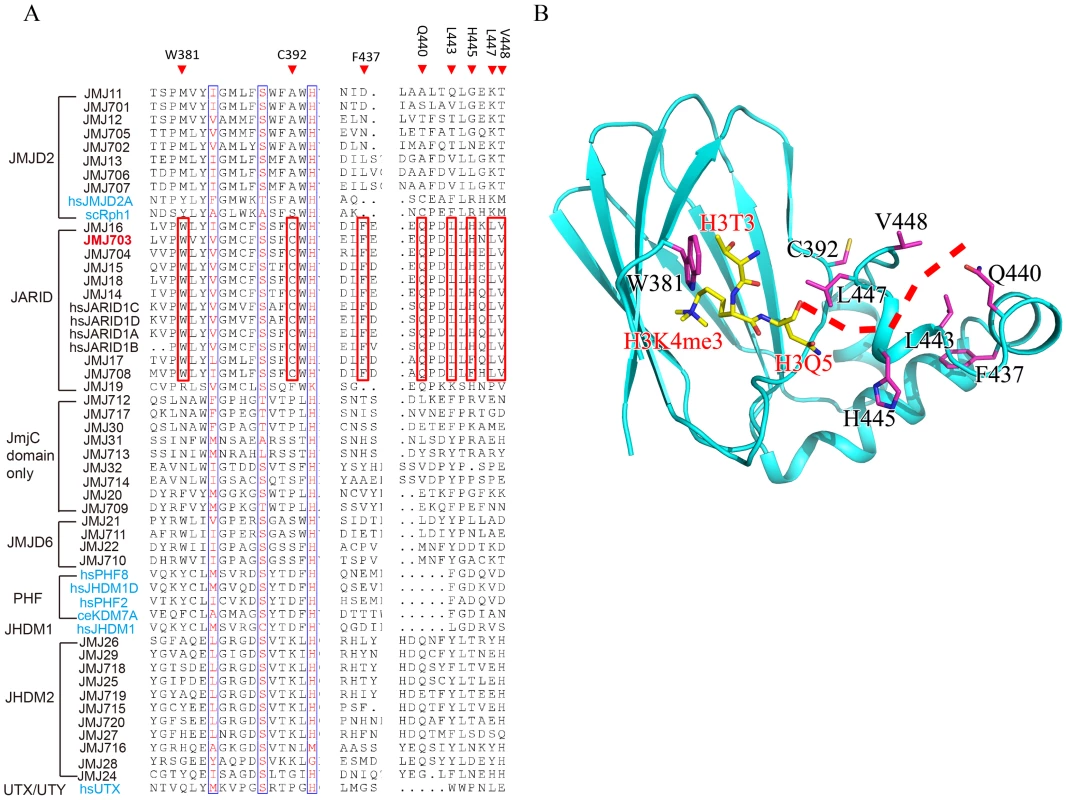 H3K4 demethylase-specific residues within the JmjC domain.