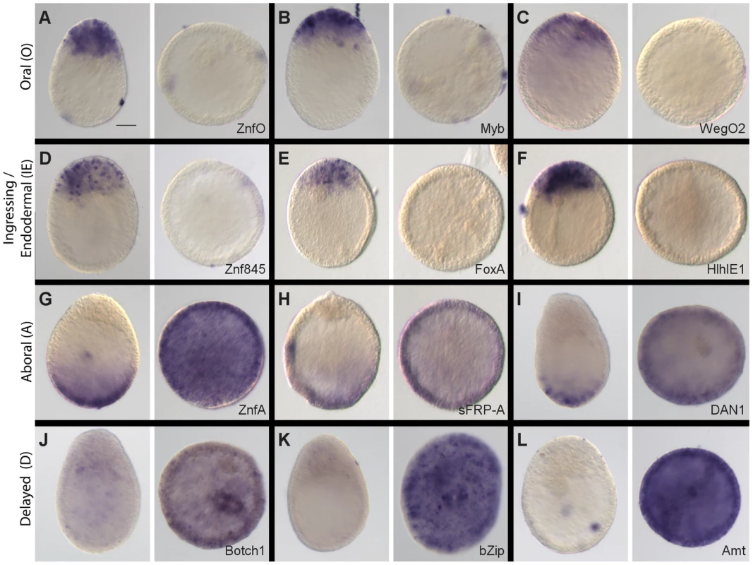 Stereotyped modification of gene expression patterns in Wnt3-MO embryos.