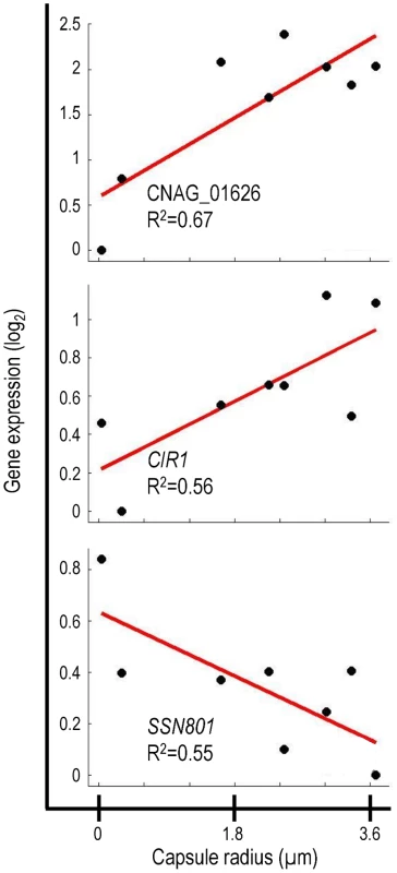 Correlation of gene expression and capsule size for selected genes.