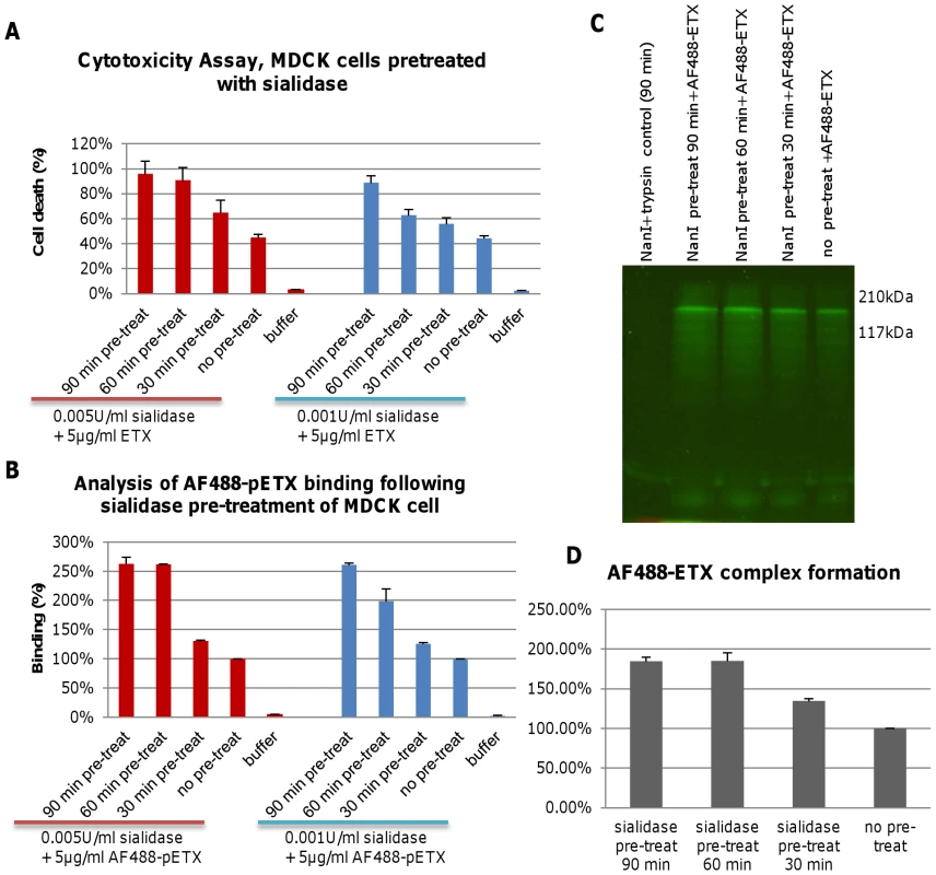 Pre-treatment of MDCK cells with purified NanI enhances ETX binding and cytotoxicity.