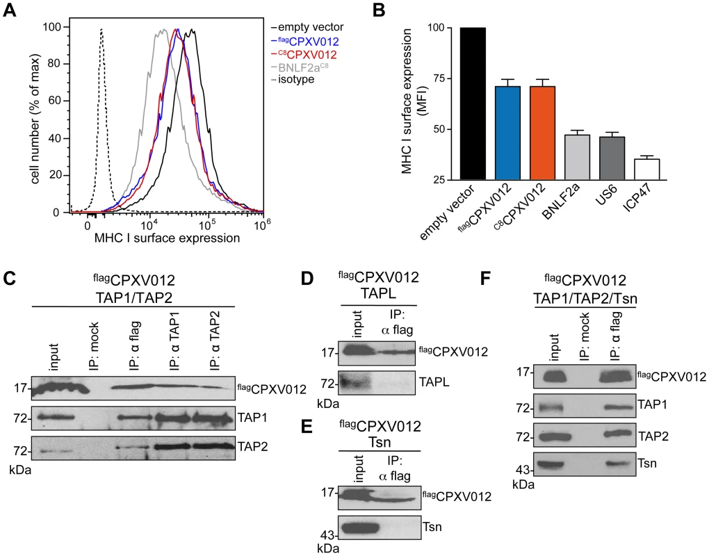 CPXV012 inhibits MHC I antigen presentation by targeting TAP directly.