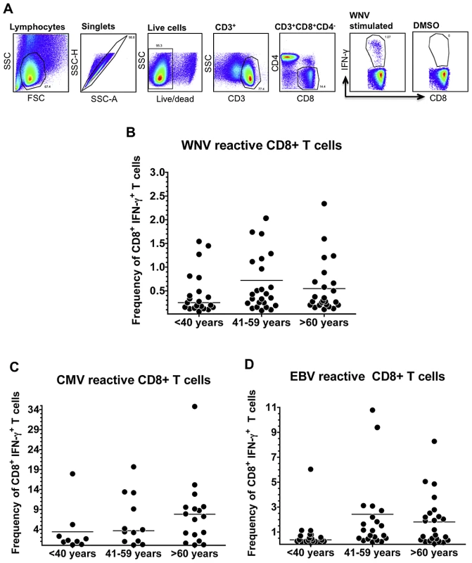 Age does not impact the frequency of functional virus-specific CD8+ T cells.
