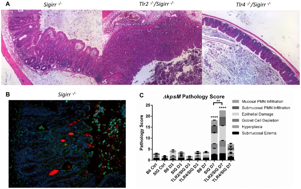 Colonization and pathology of <i>Sigirr<sup>−/−</sup></i> and TLR-deficient mice by <i>C. jejuni ΔkpsM in vivo</i>.