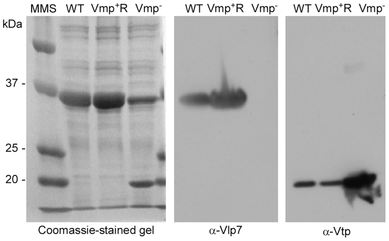 The Vmp<sup>−</sup> mutant <i>B. hermsii</i> produces Vtp but not Vlp7.