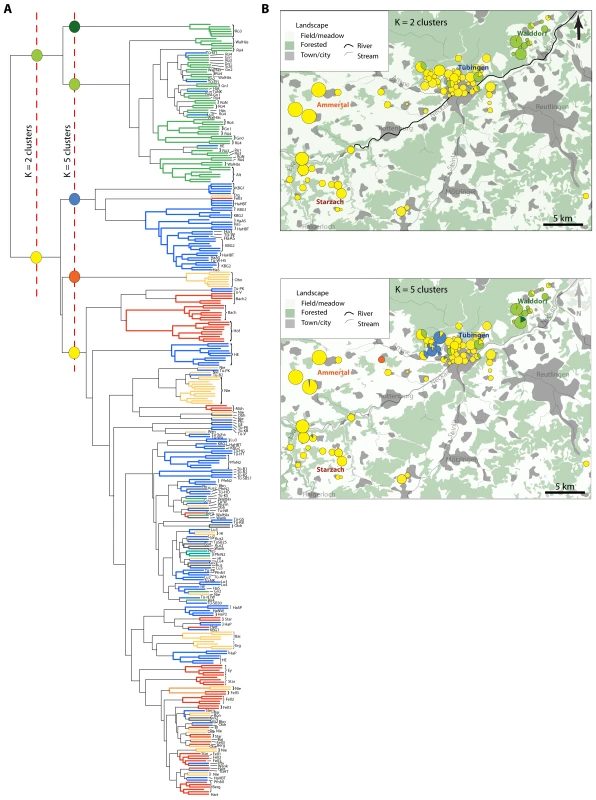 Non-parametric clustering of non-redundant Tübingen area multi-locus genotypes.