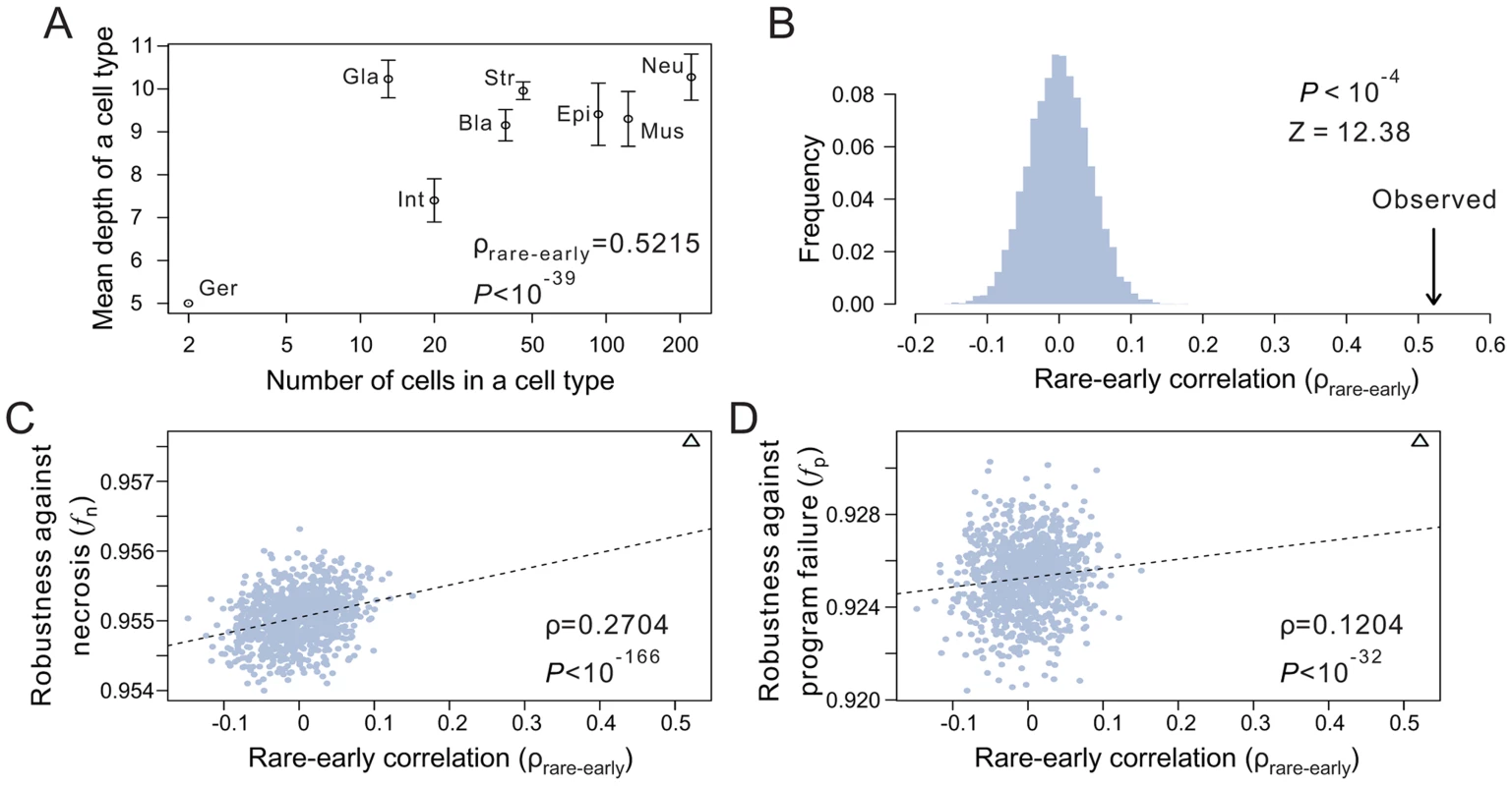 The tendency for rare cells to have low depths improves the robustness of the <i>C. elegans</i> lineage.