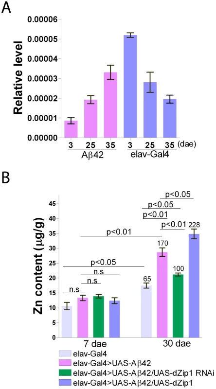 Brain <i>dZip1</i> expression and zinc levels are affected by Aβ42 expression and aging.