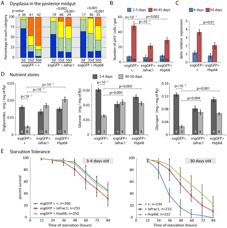 Overexpression of stress-protective genes in the somatic stem cell lineages delays intestinal degeneration and limits metabolic decay.