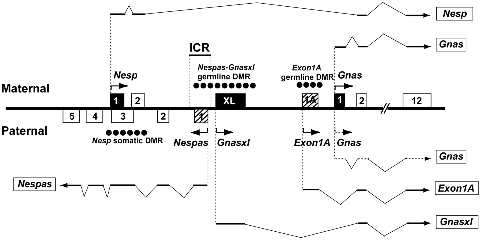 Overview of the mouse <i>Gnas</i> locus showing the organisation of the protein-coding transcripts <i>Nesp</i>, <i>Gnasxl</i>, and <i>Gnas</i> and the paternally expressed non-coding transcripts <i>Nespas</i> and <i>Exon1A</i>.