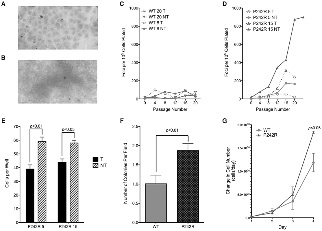 Expression of P242R induces cellular transformation.