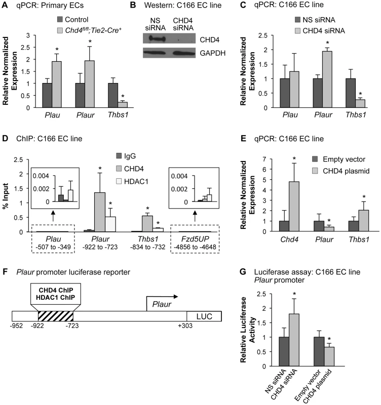 CHD4 differentially regulates <i>Plaur</i> and <i>Thbs1</i> expression in endothelial cells.