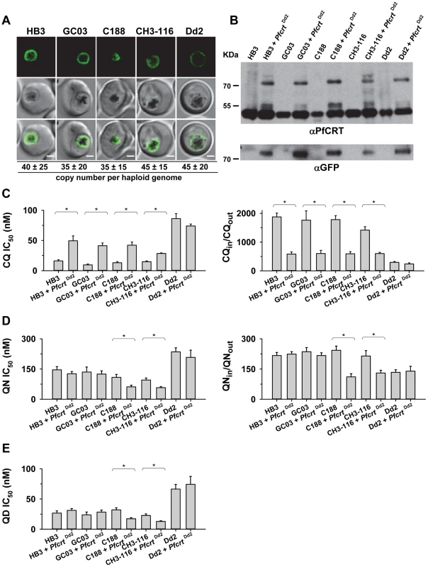 Functional association between the B5M12 locus and mutant PfCRT in conferring quinine and quinidine response variations.