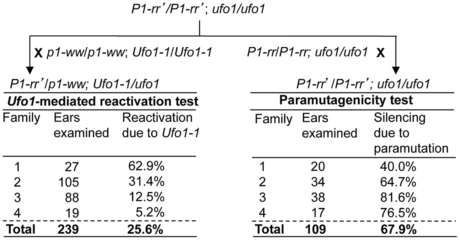 Paramutagenicity of <i>P1-rr′</i> inversely correlates with frequency of reactivation by <i>Ufo1-1</i>.