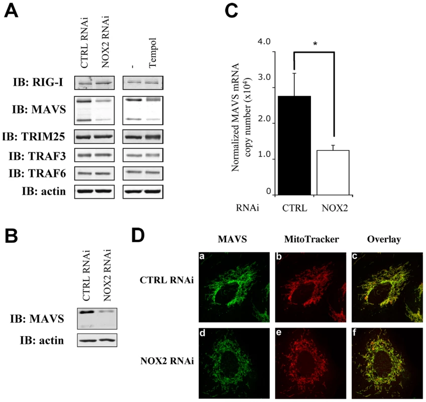 NOX2 downregulation or ROS scavenging diminishes MAVS mRNA expression without affecting its subcellular localization.