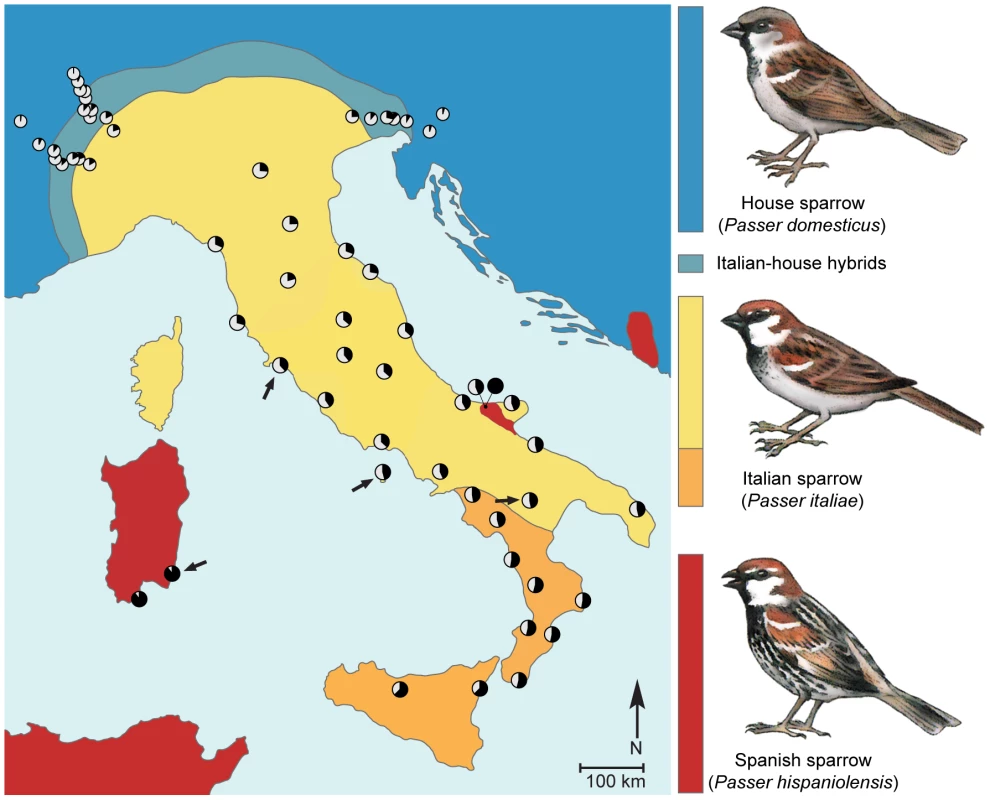 Phenotypic and genetic makeup of the hybrid Italian sparrow.