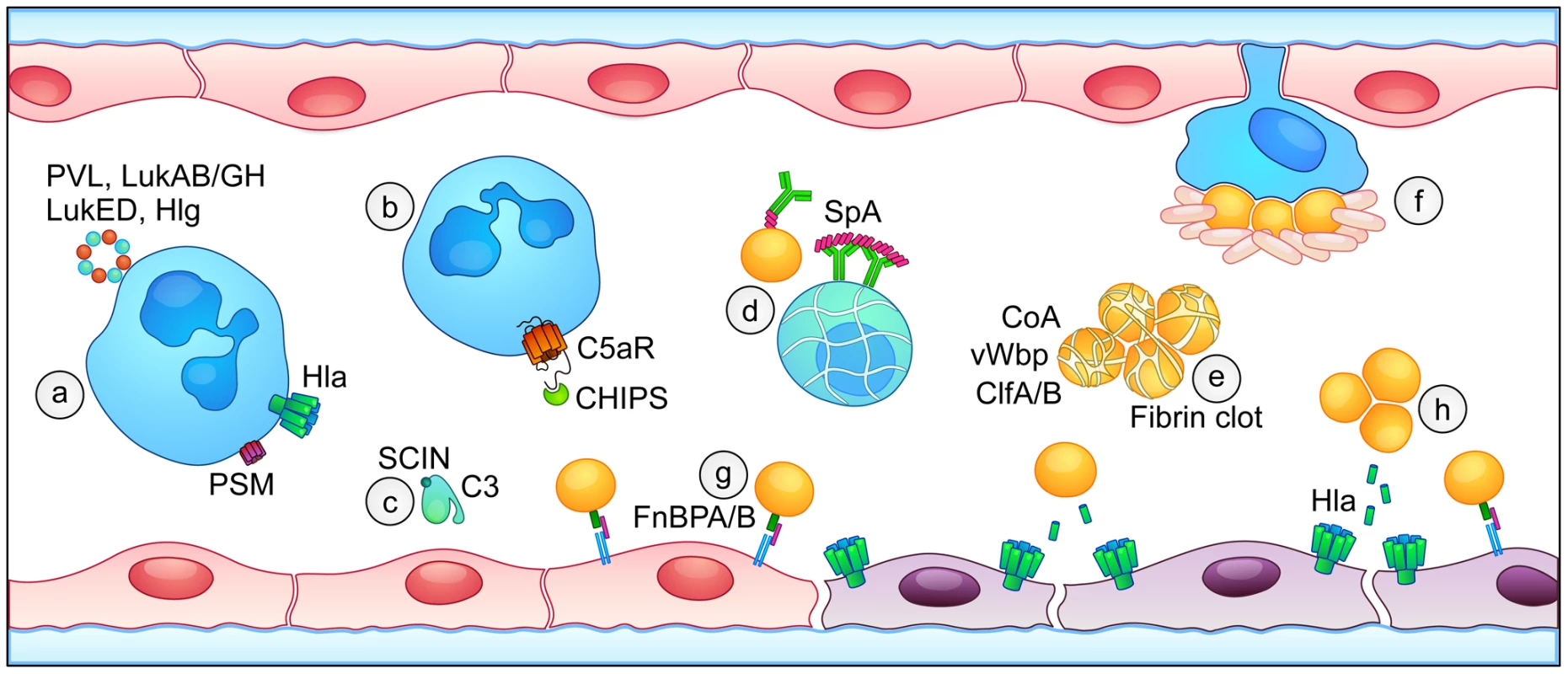 Overview of <i>S. aureus</i> virulence factors that contribute to the pathogenesis of sepsis.