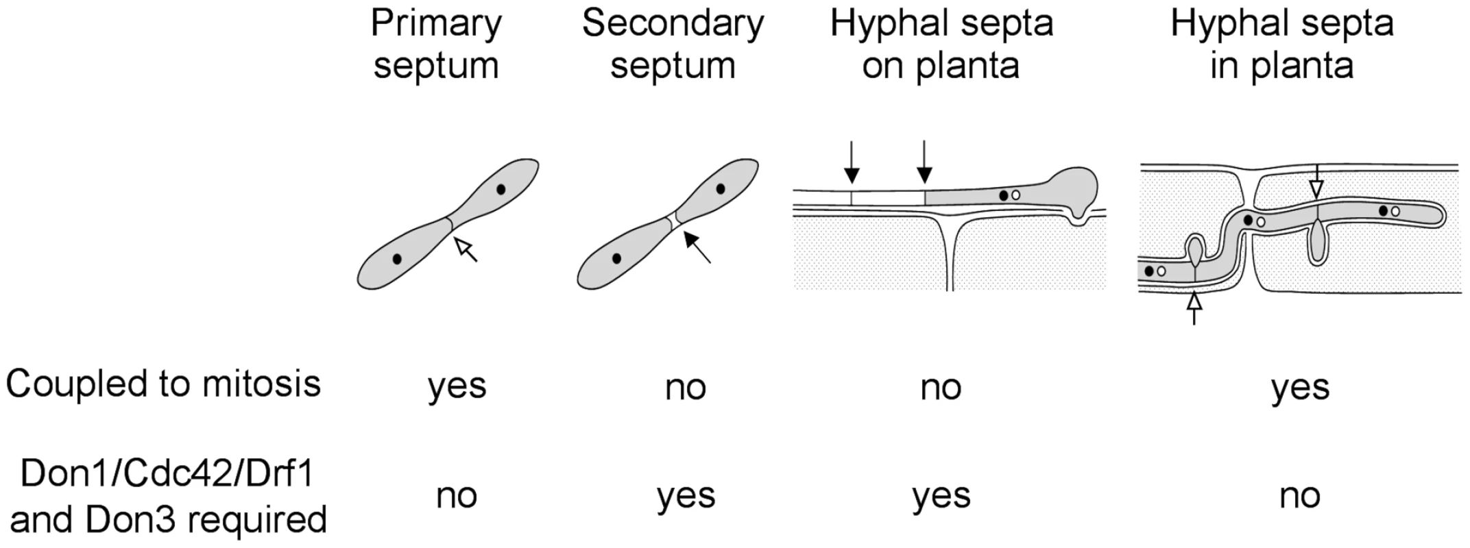 The Cdc42 signaling network regulates septation events that are uncoupled to mitosis.