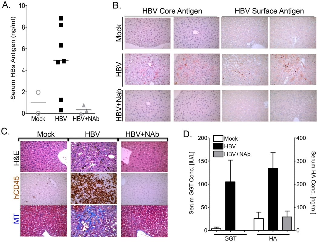Anti-HBs neutralizing antibody prevents HBV infection and associated liver diseases.