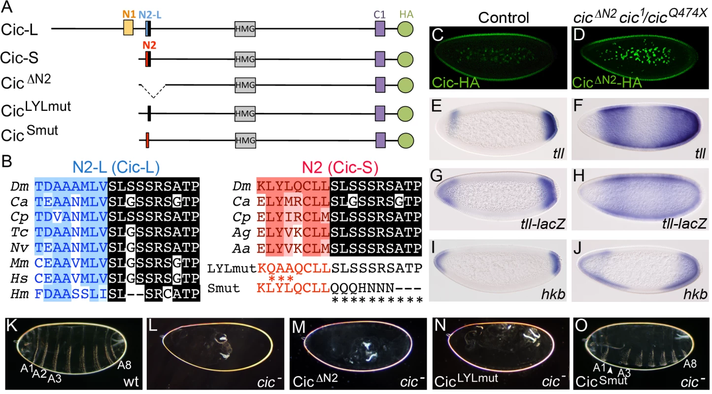 The N2 motif is essential for Cic embryonic function.