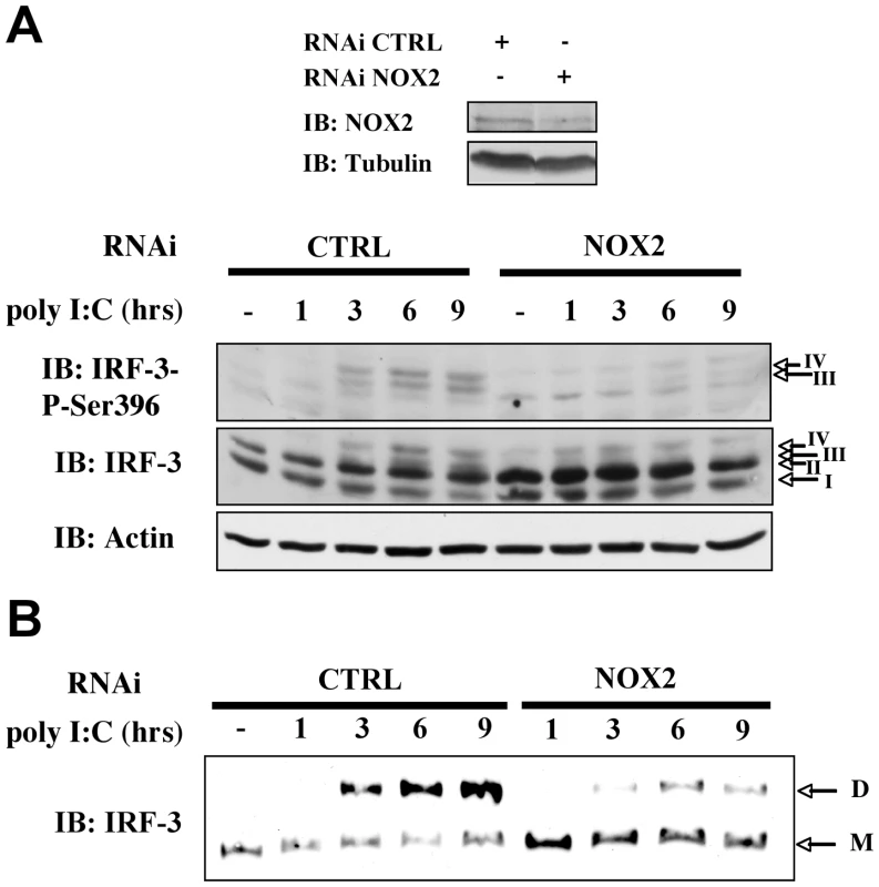 NOX2 depletion inhibits poly I:C-induced IRF-3 phosphorylation and dimerization.