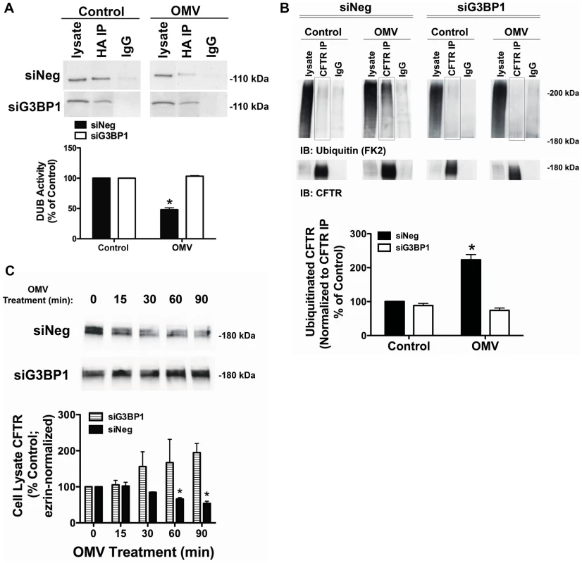 siRNA knockdown of G3BP1 eliminates Cif inhibition of USP10.