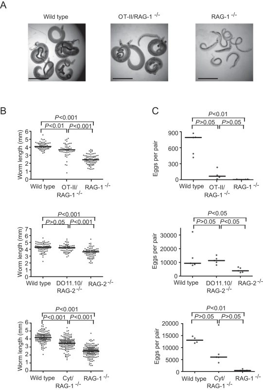 Recognition of schistosome antigens by CD4<sup>+</sup> T cells is dispensable for <i>S. mansoni</i> development.