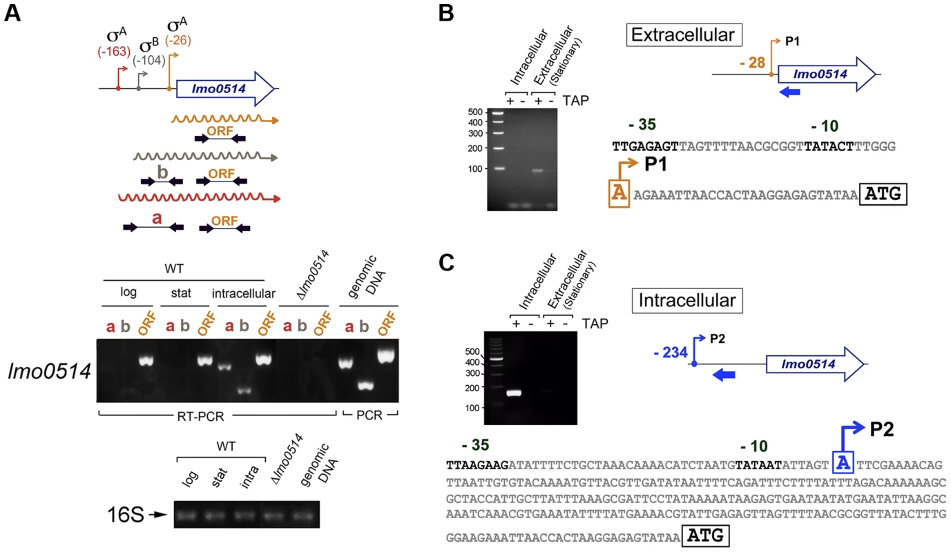 <i>lmo0514</i> is expressed differentially from two distinct transcriptional start sites in extra- and intracellular <i>L. monocytogenes</i>.