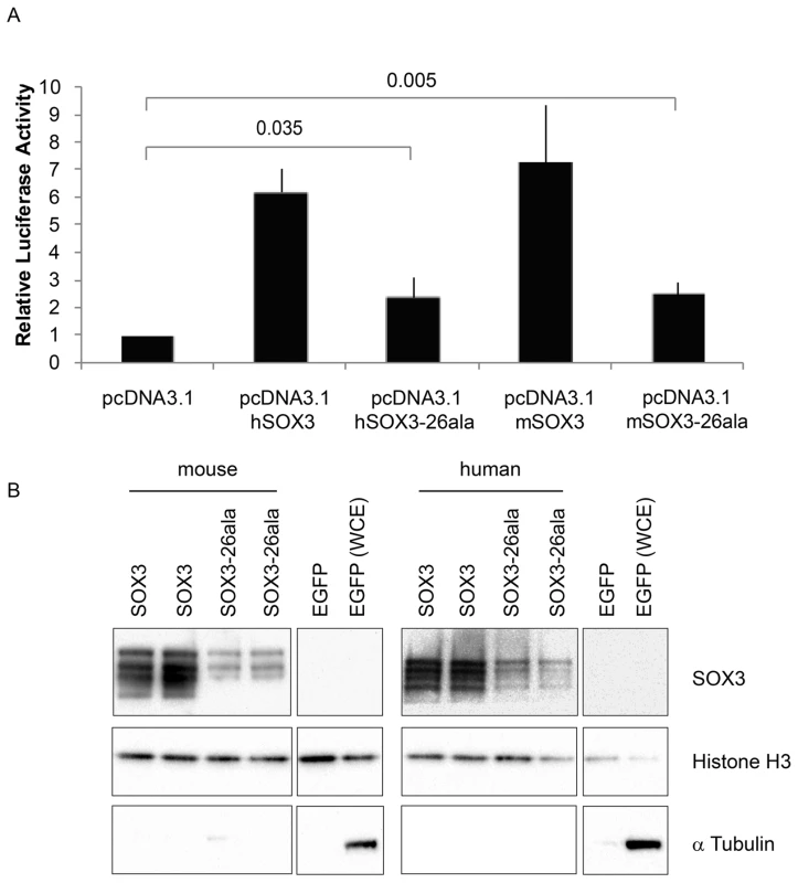 SOX3-26ala from mouse and human retains transactivation activity.