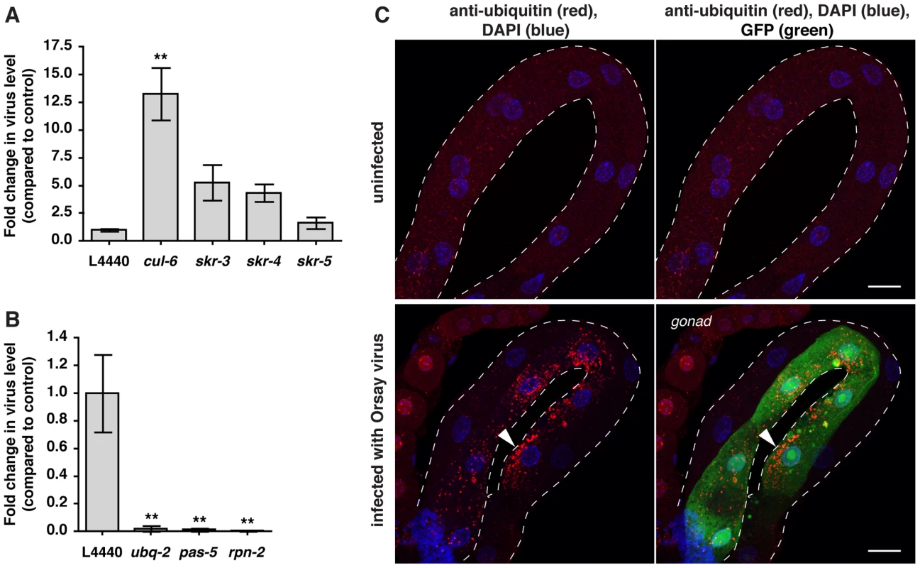 Ubiquitin-mediated host response and defense against Orsay viral infection in <i>C. elegans</i>.