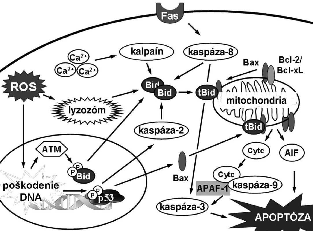 Mechanizmy indukcie apoptózy v bunke 17)