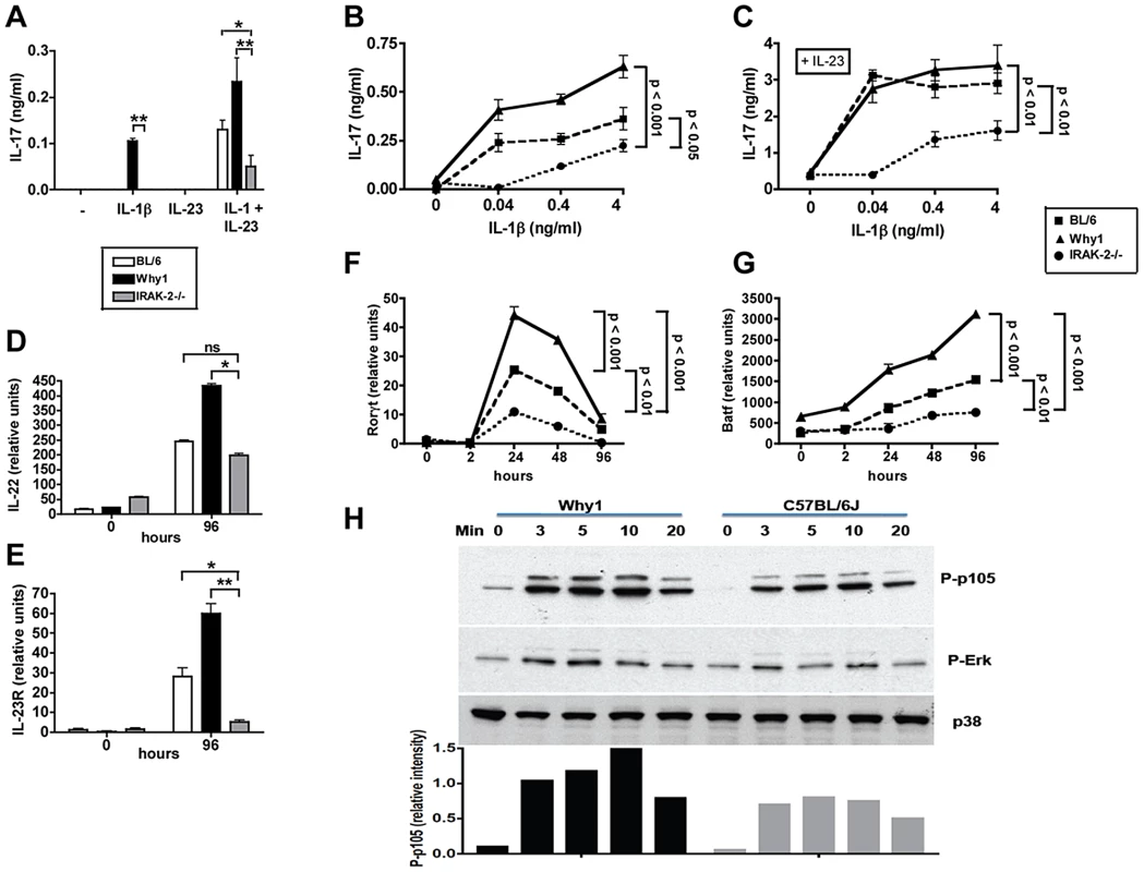 IRAK-2 promotes CD4 T cell IL-17 production and Th17 lineage commitment and activation.
