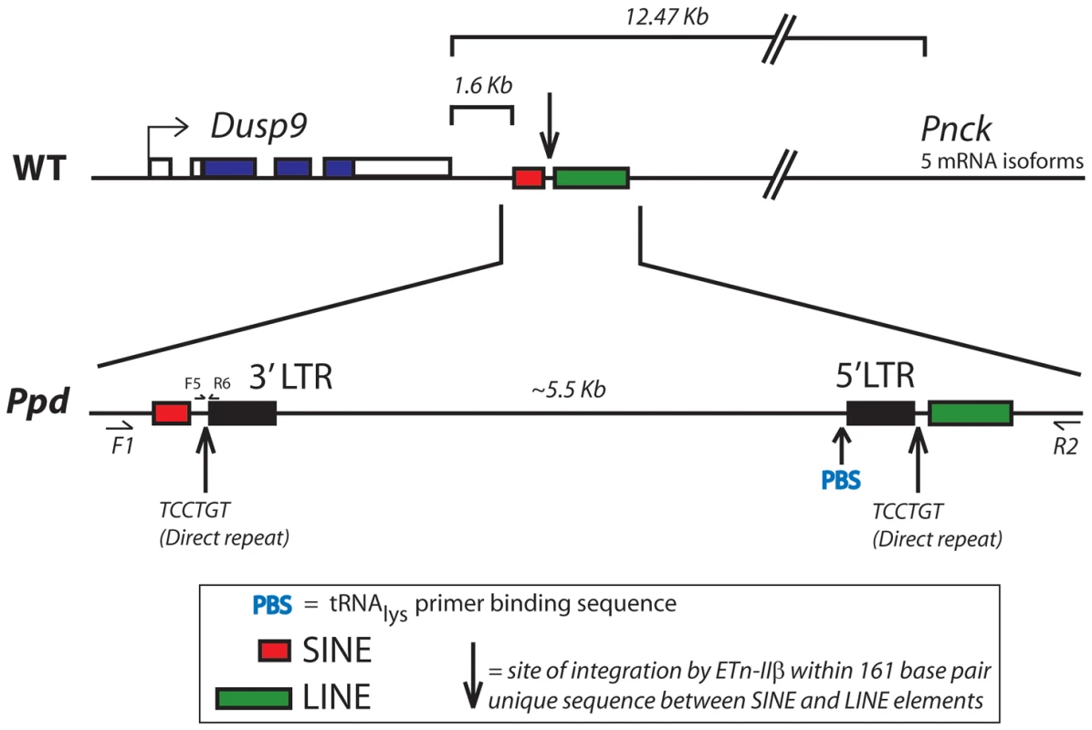 Location and orientation of new ETnII-β insertion in the <i>Ppd</i> genetic interval relative to immediately adjacent genes.