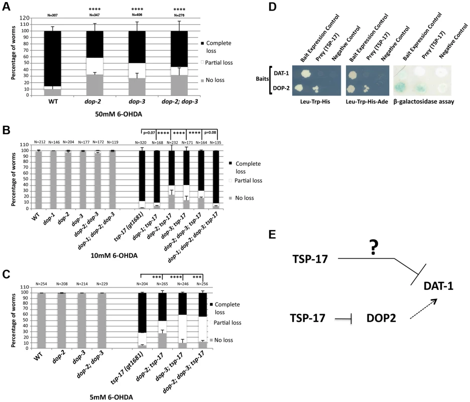 Dopamine receptors act antagonistically to modulate the sensitivity of <i>tsp-17 (gt1681)</i> mutants to 6-OHDA.