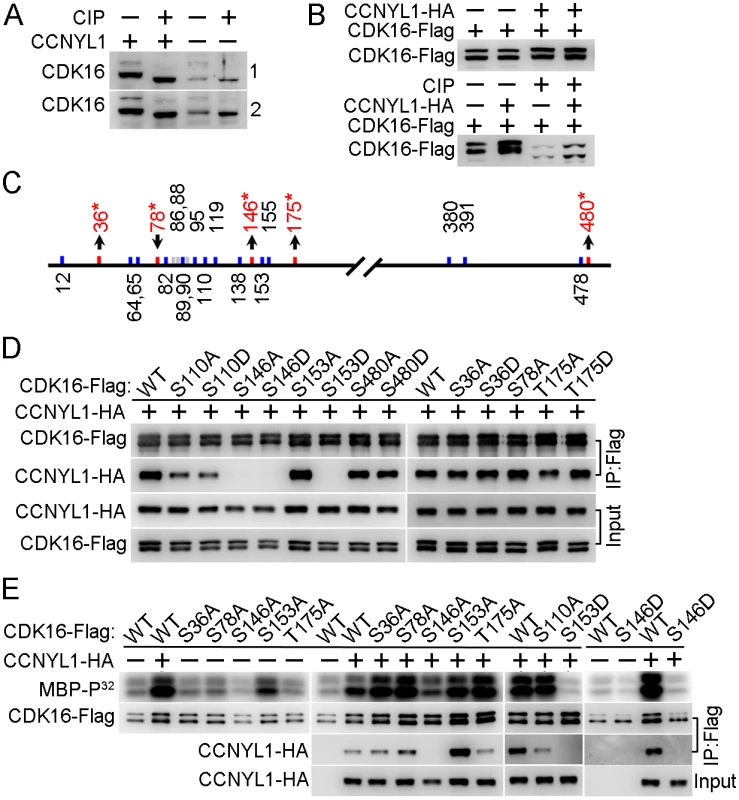 Identification and functional study of phosphorylation modifications of CDK16.