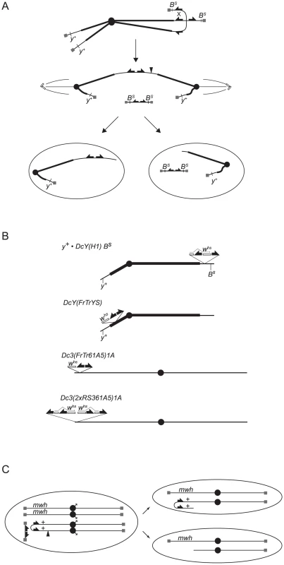 Graphical depiction of assays and chromosomes employed in this work.