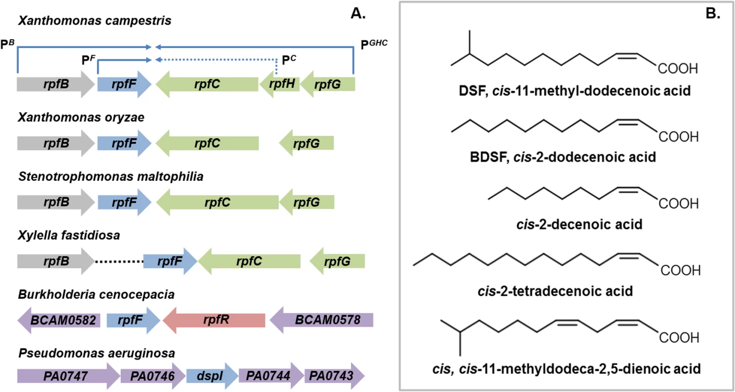DSF family signals and the organization of <i>rpf</i> gene clusters that direct signal synthesis and perception.