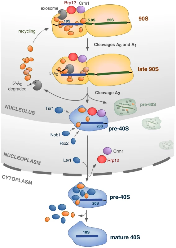 Model for the integration of different processes in the nucleolus during synthesis of 40S subunits.