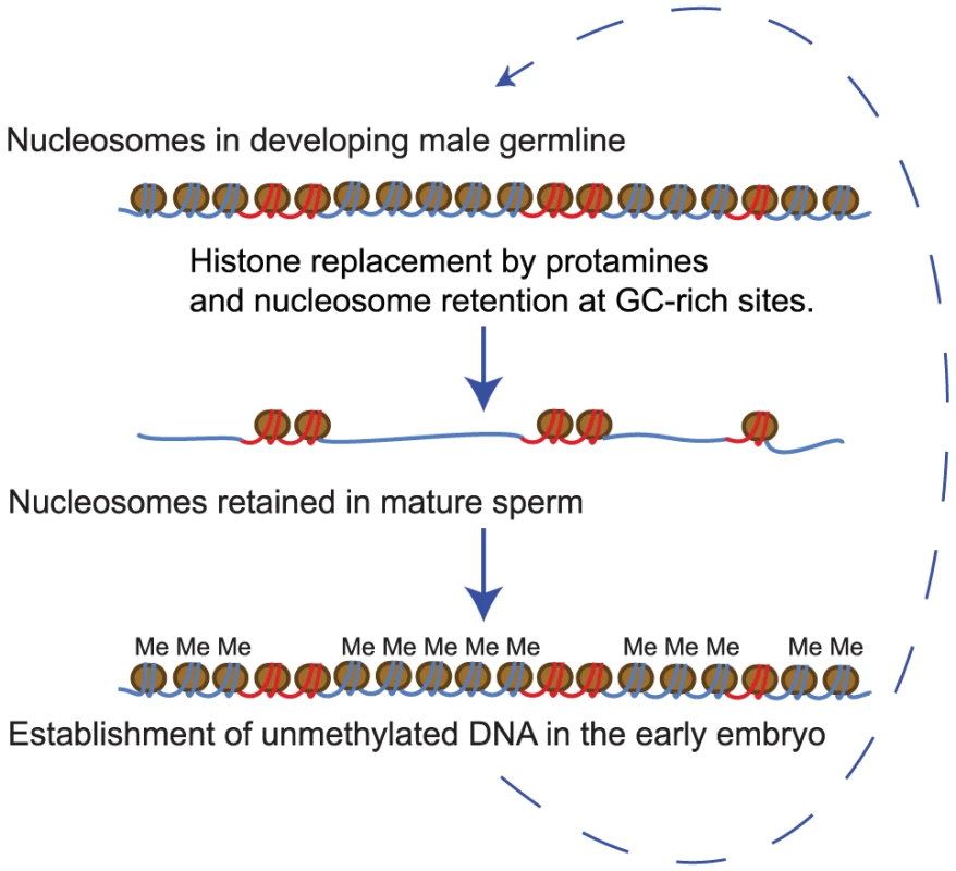A model for nucleosome retention in human sperm.