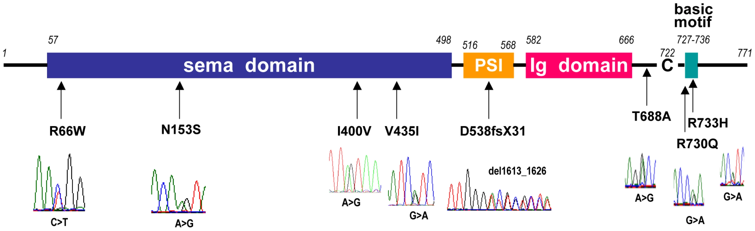 Diagram of Sema3A with the mutations found in Kallmann syndrome patients.