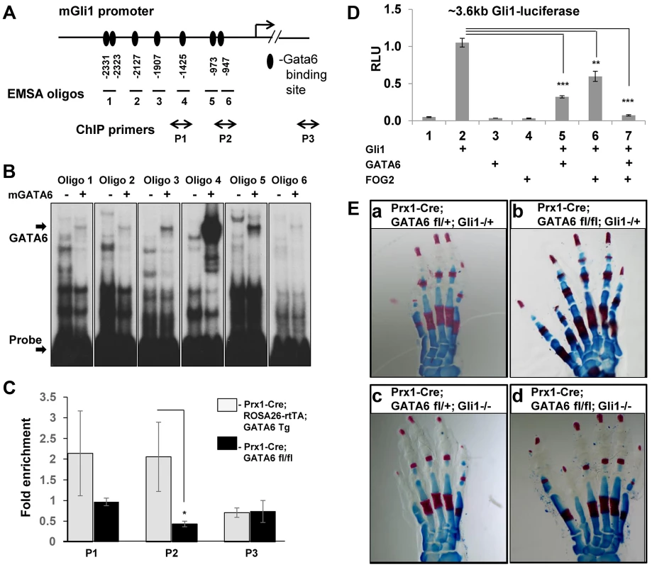 GATA6 binds to regulatory regions that control the expression of the mouse <i>Gli1</i> gene and blocks expression of reporters driven by this sequence. Loss of <i>Gli1</i> cannot rescue polydactyly induced by conditional deletion of <i>GATA6</i> in mouse hindlimbs.