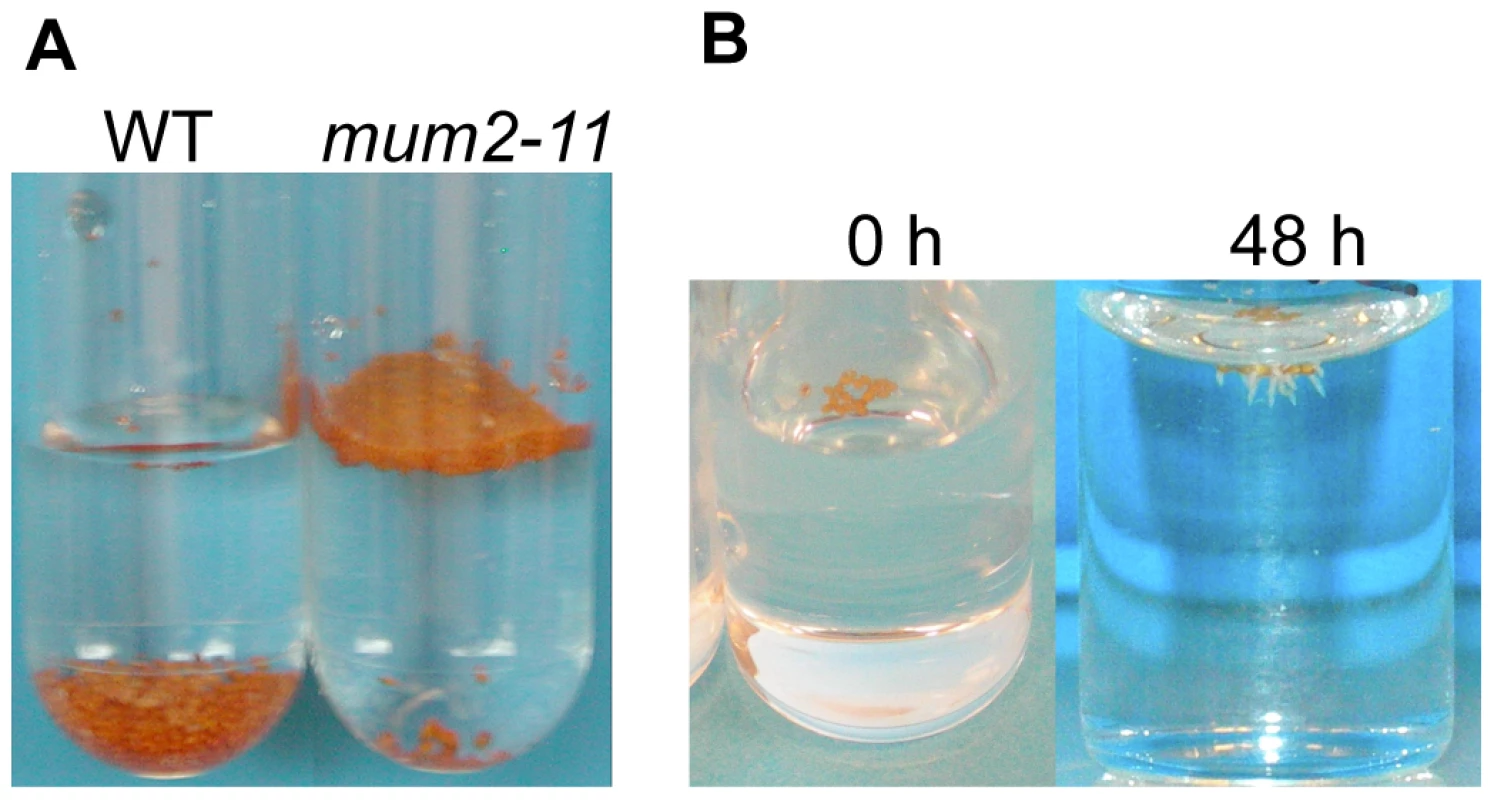 Maintenance of seed buoyancy in <i>mum2</i> seeds is associated with delayed water uptake.