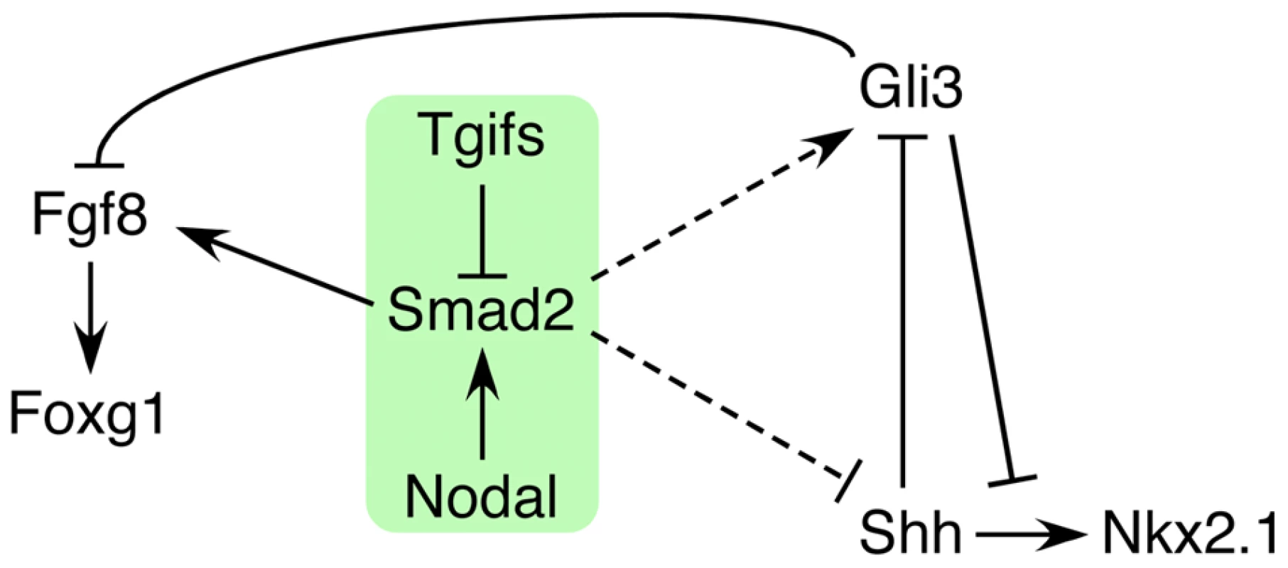 Model for the role of Tgifs in signaling during forebrain development.
