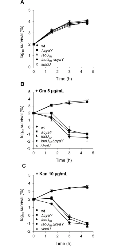 The <i>iscU</i><sub><i>IM</i></sub> Δ<i>cyaY</i> strain is resistant to aminoglycosides.