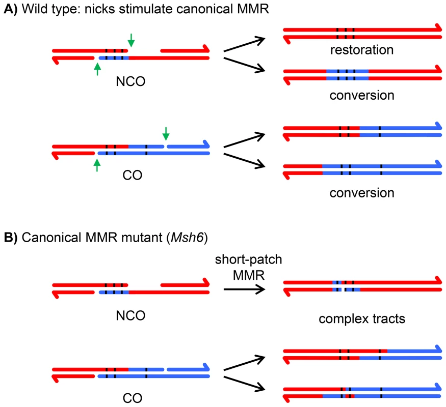 Effects of canonical and short-patch mismatch repair on hDNA correction.