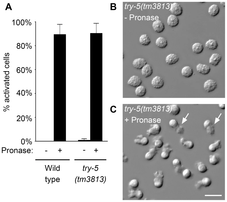 <i>try-5</i> mutant sperm are capable of activation.