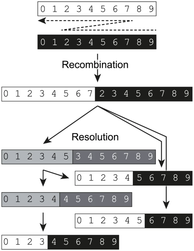 A biphasic model for replicative recombination in enteroviruses.