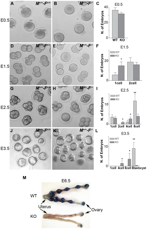 <i>Hormad1<sup>–/–</sup></i> oocyte derived embryos arrest at blastocyst stage.
