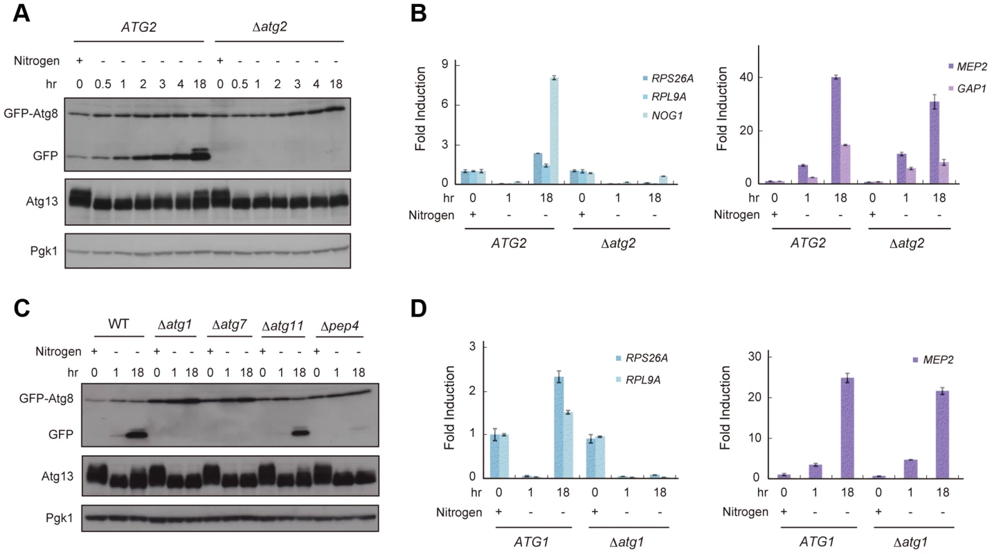 Reduced TORC1 activity by nitrogen starvation is partially recovered in an autophagy-dependent manner.